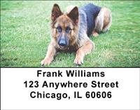 German Shepherds On The Grass Address Labels