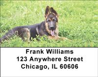 German Shepherds On The Grass Address Labels
