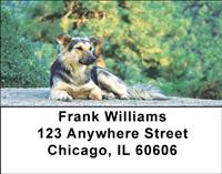 German Shepherds On The Grass Address Labels
