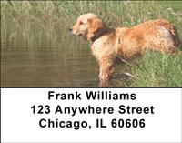 Golden Retrievers By The Water Address Labels
