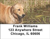 Golden Retrievers By The Water Address Labels