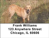 Golden Retrievers By The Water Address Labels