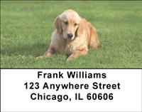 Goldens In The Grass Address Labels