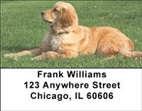 Goldens In The Grass Address Labels