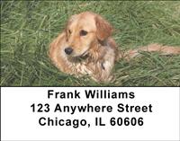 Goldens In The Grass Address Labels
