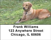 Goldens In The Grass Address Labels