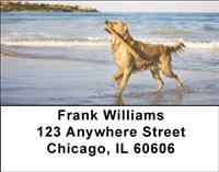 Golden Retrievers On The Beach Address Labels