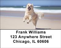 Golden Retrievers On The Beach Address Labels