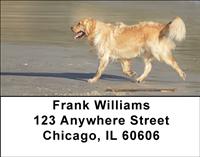 Golden Retrievers On The Beach Address Labels