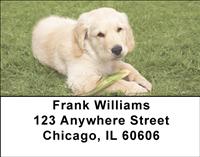 Golden Pups Outdoors Address Labels