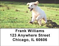 Golden Pups Outdoors Address Labels