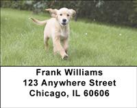 Golden Pups Outdoors Address Labels