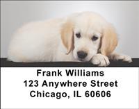Golden Retriever Puppies Address Labels