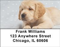 Golden Retriever Puppies Address Labels