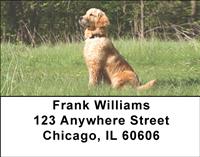Watchful Golden Retrievers Address Labels