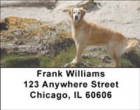 Watchful Golden Retrievers Address Labels