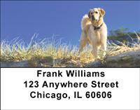 Watchful Golden Retrievers Address Labels