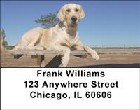 Watchful Golden Retrievers Address Labels