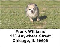 Chihuahuas Outdoors Address Labels