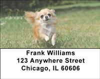Chihuahuas Outdoors Address Labels