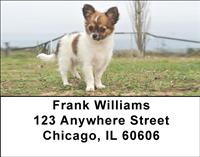 Chihuahuas Outdoors Address Labels