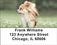 Chihuahuas Outdoors Address Labels