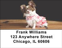 Stylish Chihuahuas Address Labels