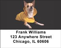 Stylish Chihuahuas Address Labels