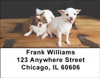 Chihuahua Pals Address Labels