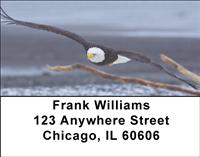 Bald Eagle In Flight Address Labels