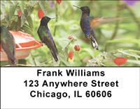 Hummingbirds On Feeders Address Labels