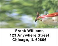 Hummingbirds On Feeders Address Labels