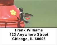 Hummingbirds On Feeders Address Labels