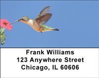 Feeding Hummingbirds Address Labels