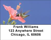 Feeding Hummingbirds Address Labels