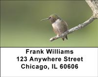 Resting Hummingbirds Address Labels