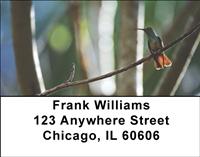 Resting Hummingbirds Address Labels