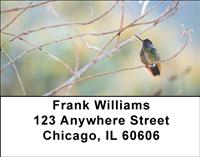 Resting Hummingbirds Address Labels