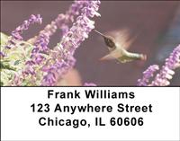 Colibri Hummingbirds Address Labels