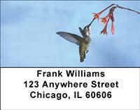 Colibri Hummingbirds Address Labels