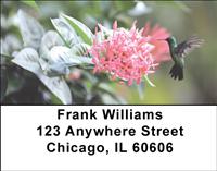 Colibri Hummingbirds Address Labels