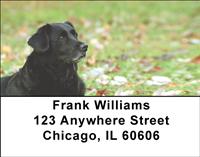 Black Labs On The Grass Address Labels