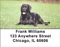 Black Labs On The Grass Address Labels