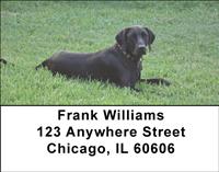 Black Labs On The Grass Address Labels