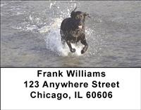 Black Labs In The Water Address Labels