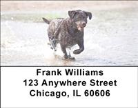 Black Labs In The Water Address Labels