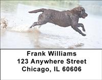 Black Labs In The Water Address Labels
