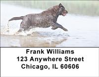Black Labs In The Water Address Labels