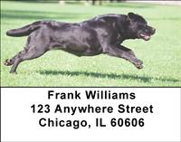 Running Black Labs Address Labels
