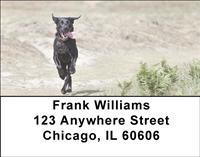 Running Black Labs Address Labels